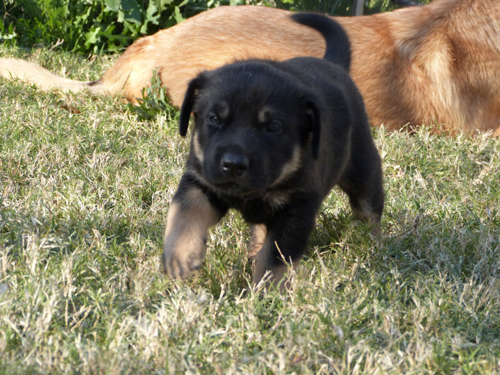 chinook dog